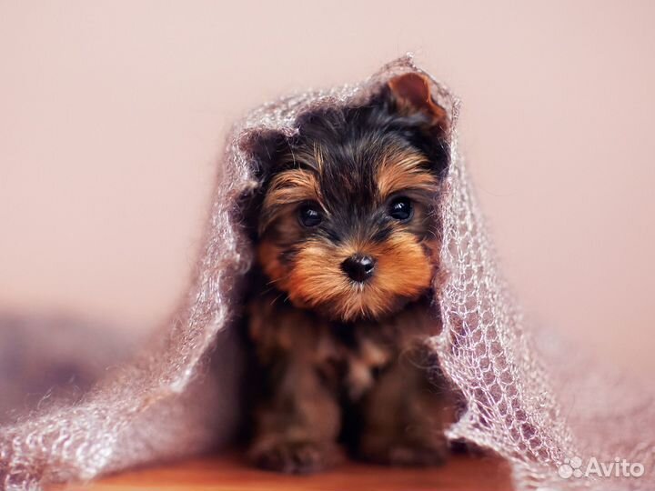 Щенки Йоркширского терьера (возможна доставка)