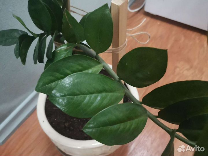 Замиокулькас