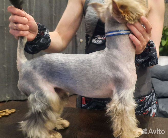 Стрижка собак и кошек