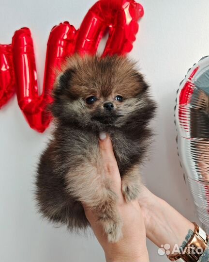 Мини девочка Шпиц