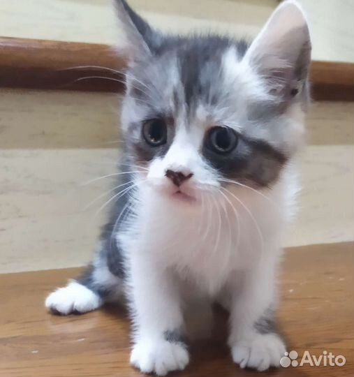 Британская шиншилла