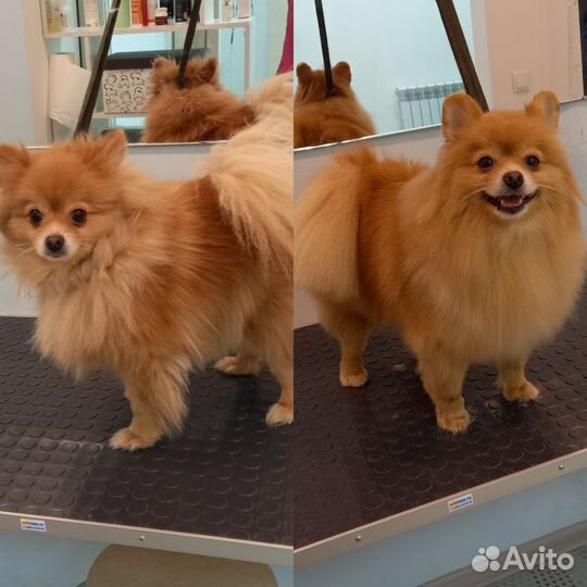 Груминг, стрижка, экспресс-линька, тримминг