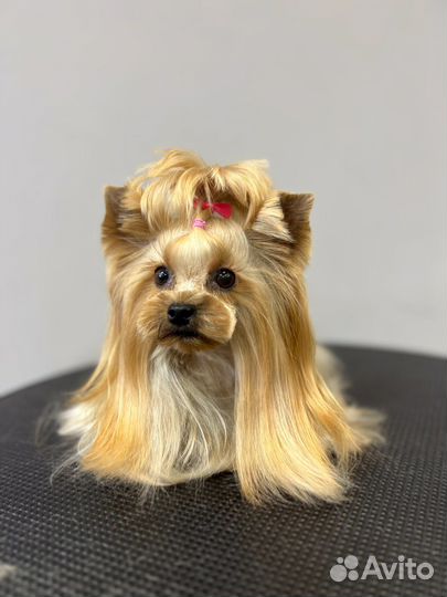 Груминг, стрижка собак и кошек