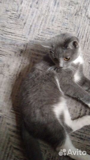 Кошка