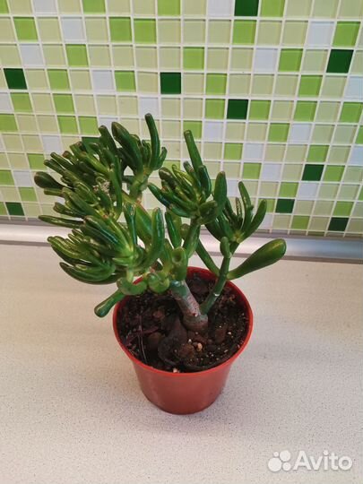 Крассула (толстянка) Хоббит бонсай