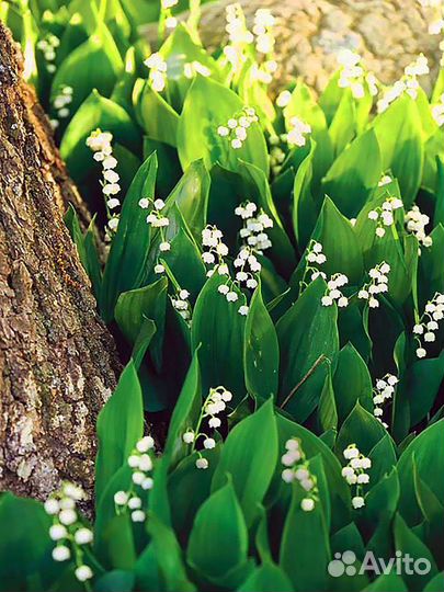 Ландыши майские