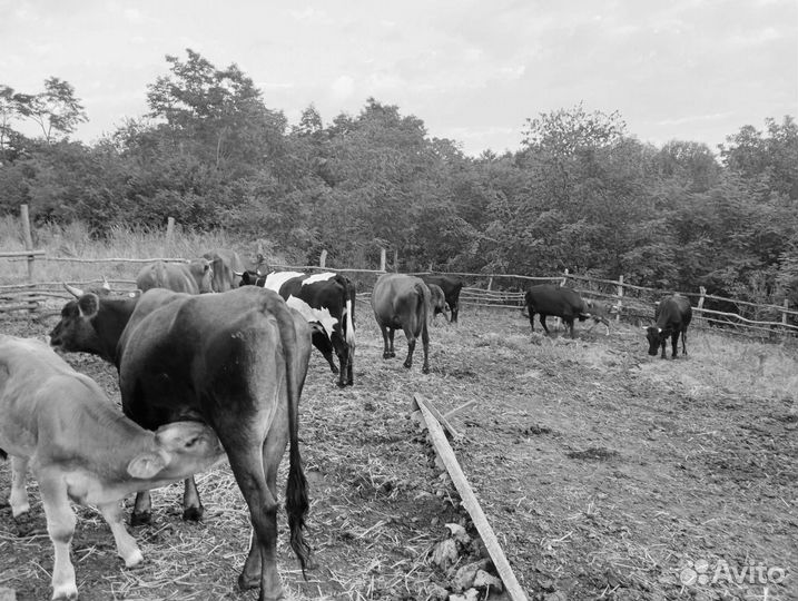 13 Г, 7коров, 2 бык,1,5г 4 тел,5-6м,3б1т