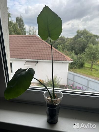 Монстера, традесканция, эпипермнум, спатифиллум