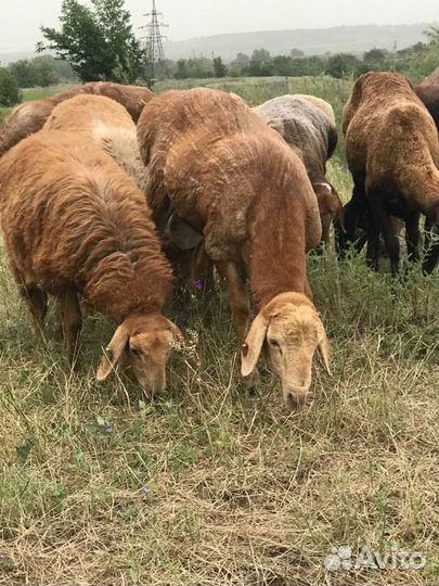 Бараны, матки, ярки гиссары