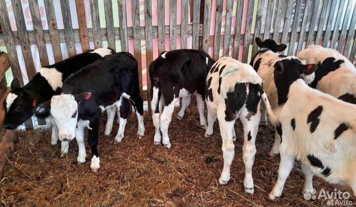 Телята бычки