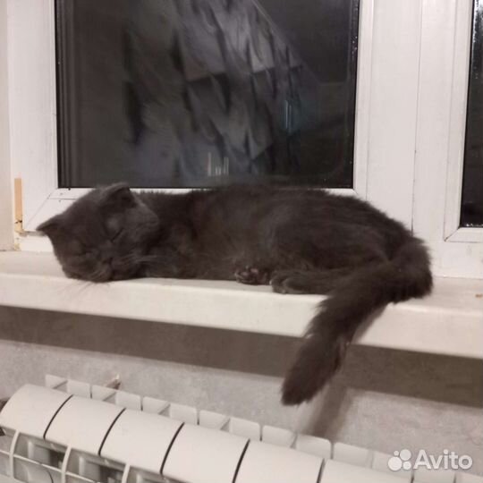 Котик кастрированный