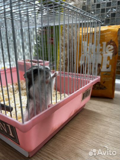 Джунгарский хомяк с коеткой