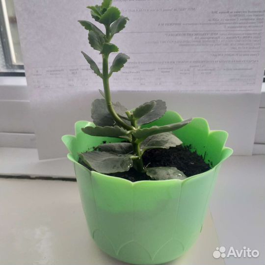 Каланхоэ белый махровый