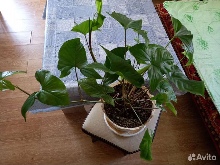 Комнатные цветы шефлера