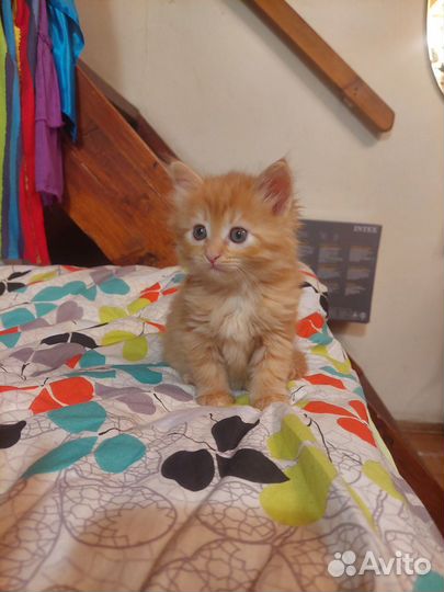 Котята ищут дом