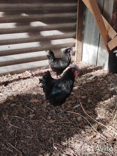 Молодой петух ухейилюй