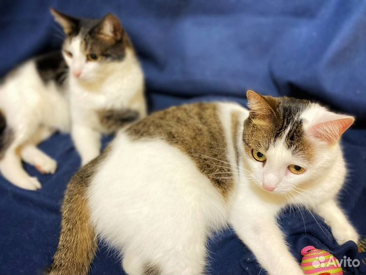 Замечательная,скромная, добрая кошечка