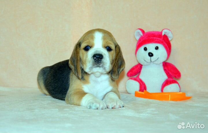 Бигль щенки