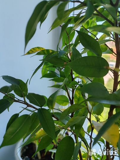 Фикус бенджамина большой