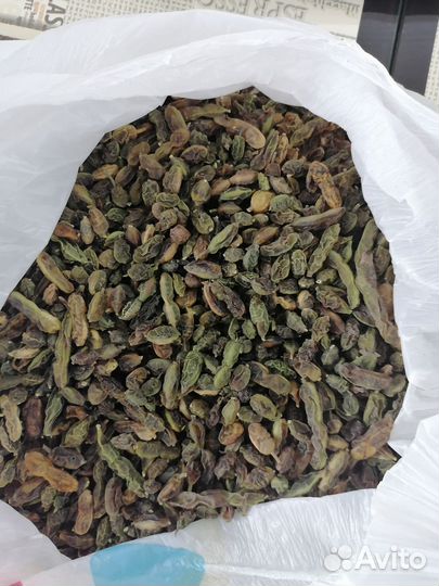 Софора японская