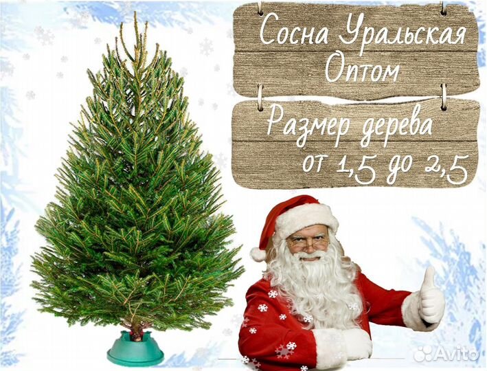 Живые Сосны и Елки на Новый Год опт