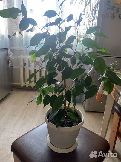 Продам Фикус бенджамина