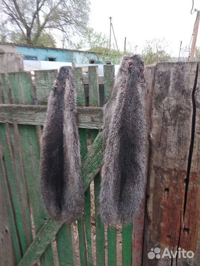 Шкуры нутрии