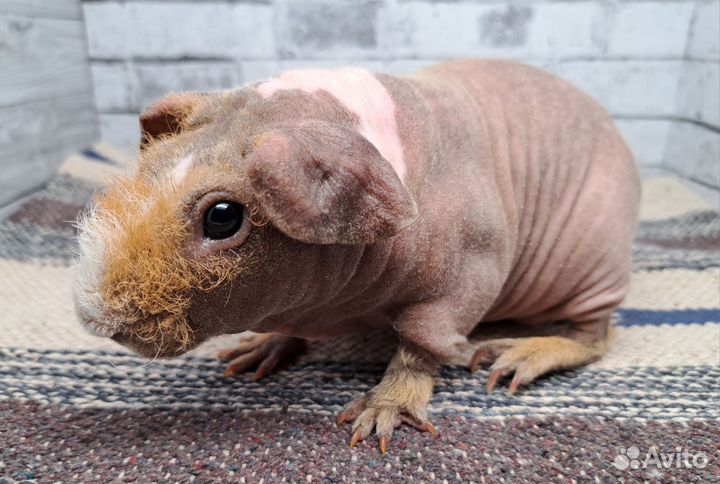 Морская свинка скинни