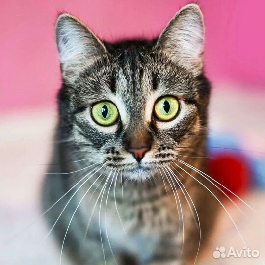 Кошечка в дар