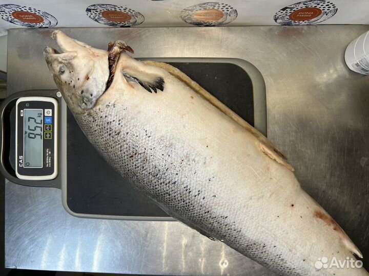 Семга свежемороженая, псг 8/9