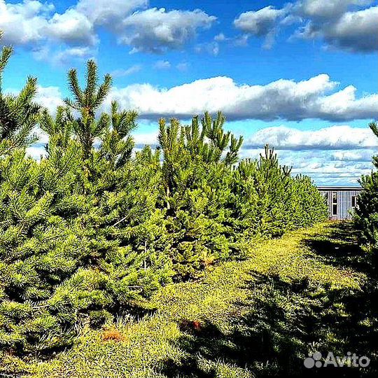 Высокая сосна на участок