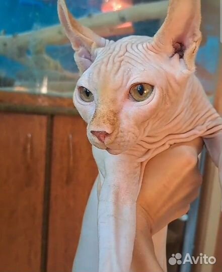 Канадский сфинкс котенок