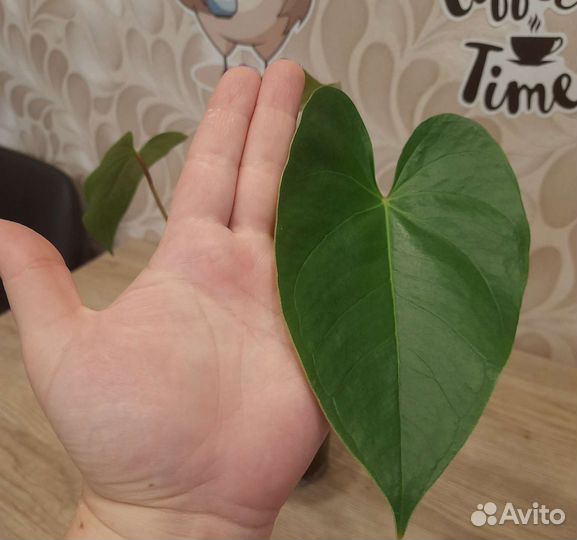 Антуриум Кавалли