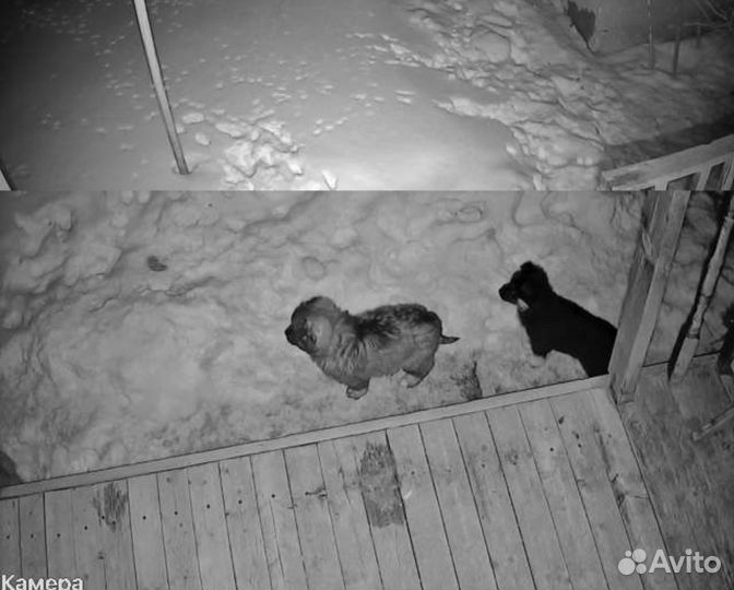 Щенки ищую дом 6 штук