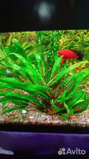 Рыбки-гуппи, Рубины-меченосцы, креветки и растения