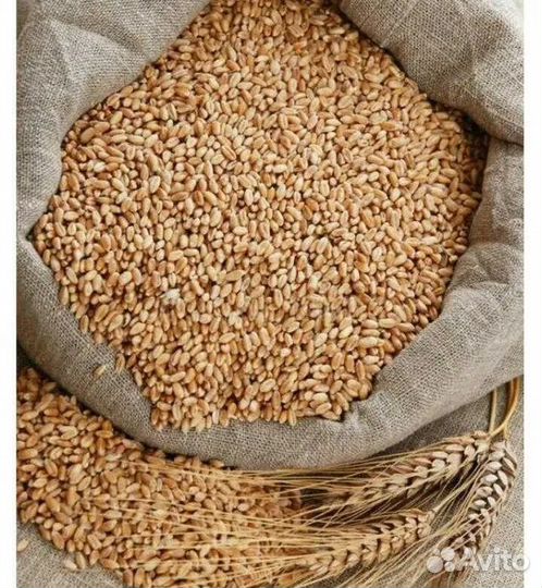 Продам пшеницу