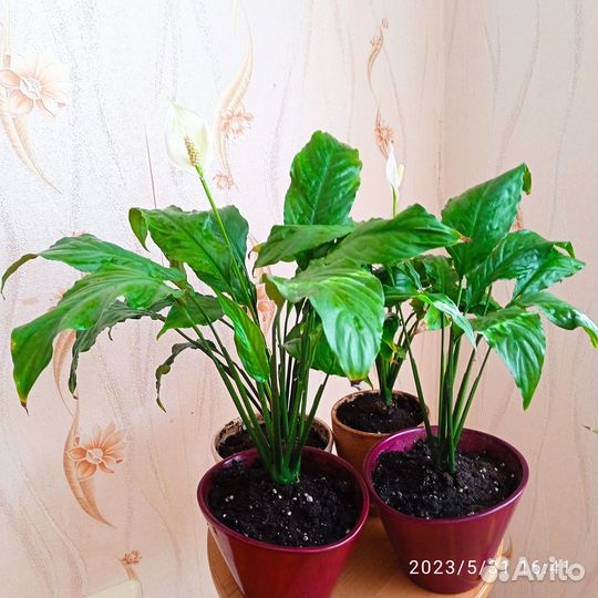 Комнатные цветы