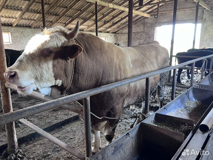 Корова и бычки