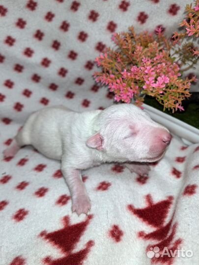 Бультерьер стандартный щенки бронь