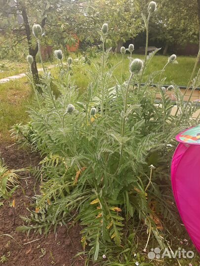 Мак садовый