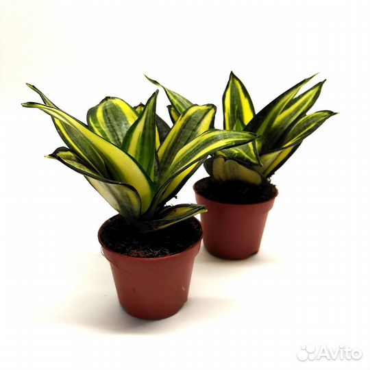 Сансевиерия