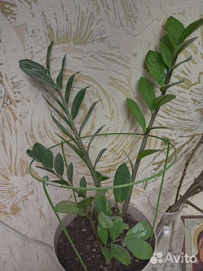 Замиокулькас