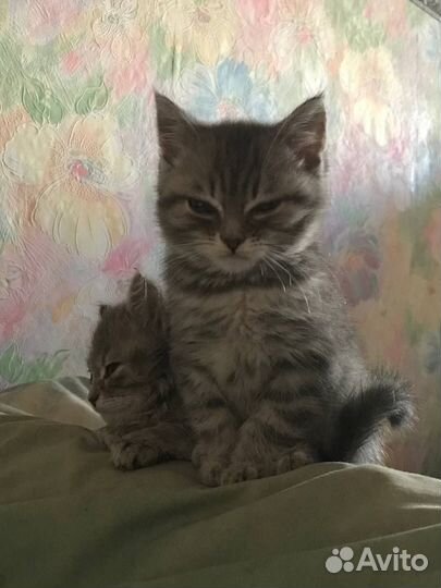Шотландские котята