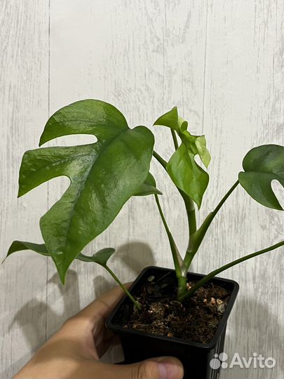 Рафидофора тетрасперма