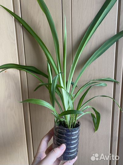 Хлорофитум Сингониум комнатные растения