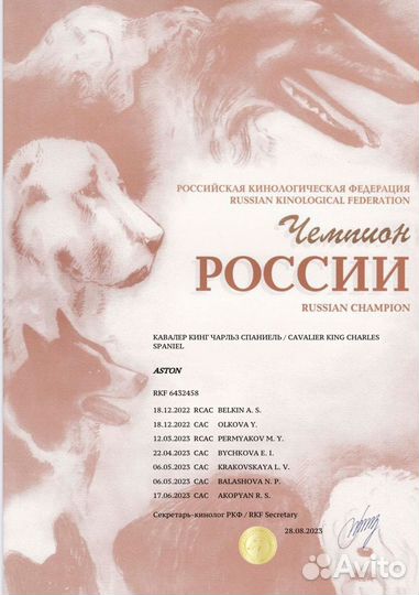 Ккчс Кобель Кавалер Кинг Чарльз Спаниель