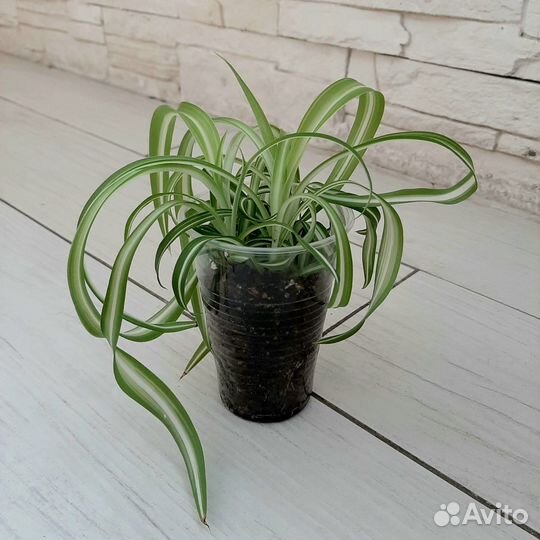 Хлорофитум кудрявый бонни
