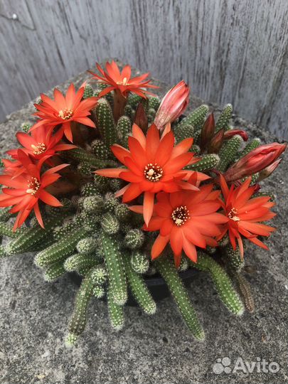 Кактусы и суккуленты