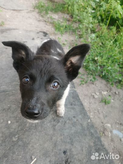 Щенок в добрые руки