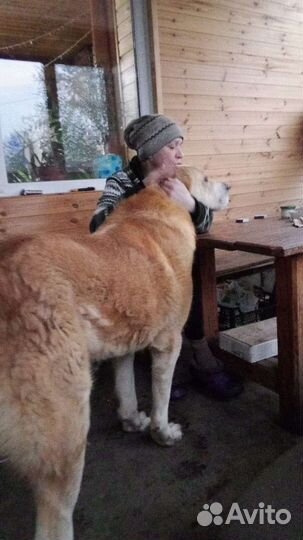 Вязка алабай